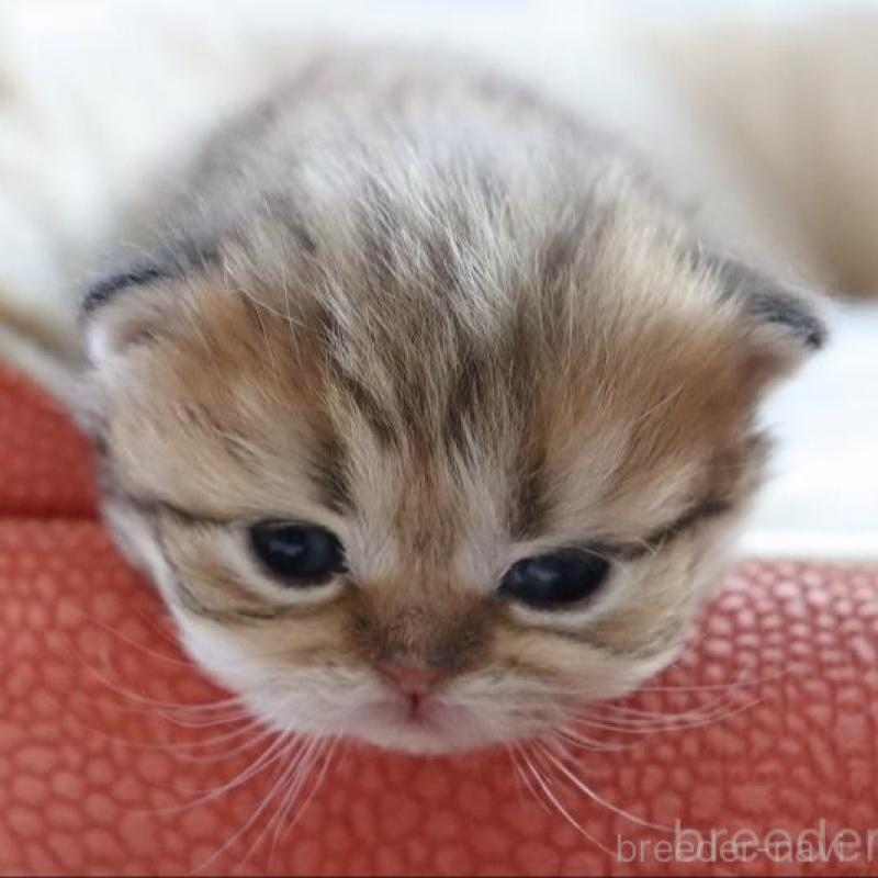 販売中の福岡県のペルシャ(チンチラ)-131692の2枚目