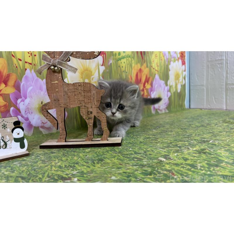 販売中の宮崎県のサイベリアン-131693の6枚目