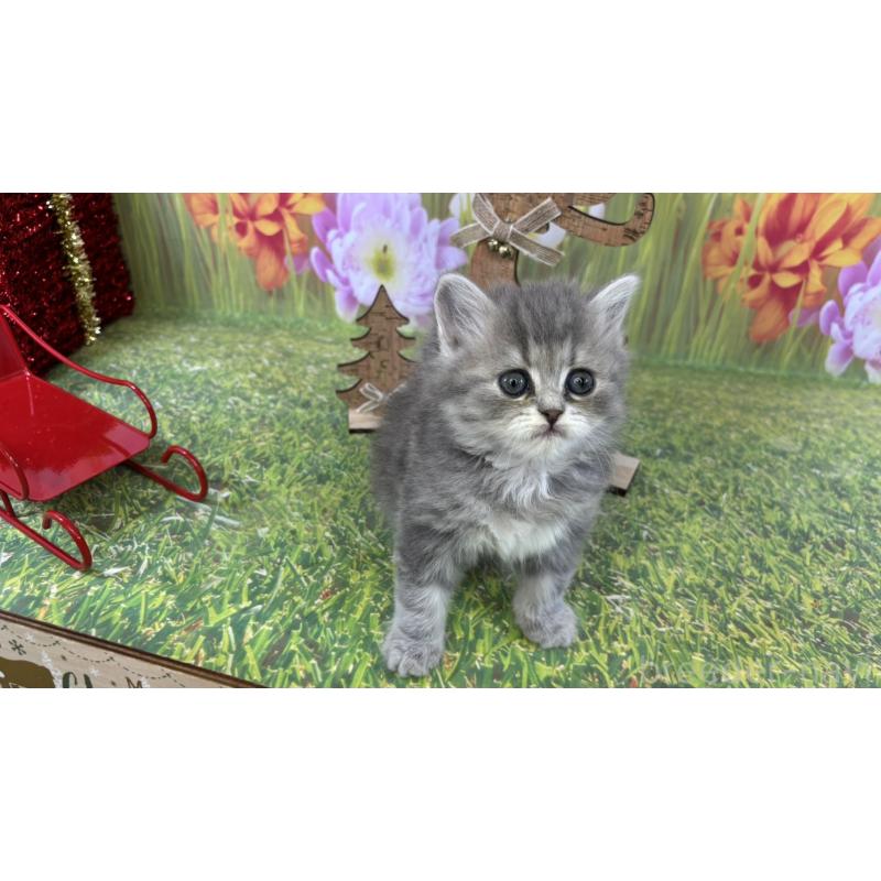 販売中の宮崎県のサイベリアン-131693の5枚目