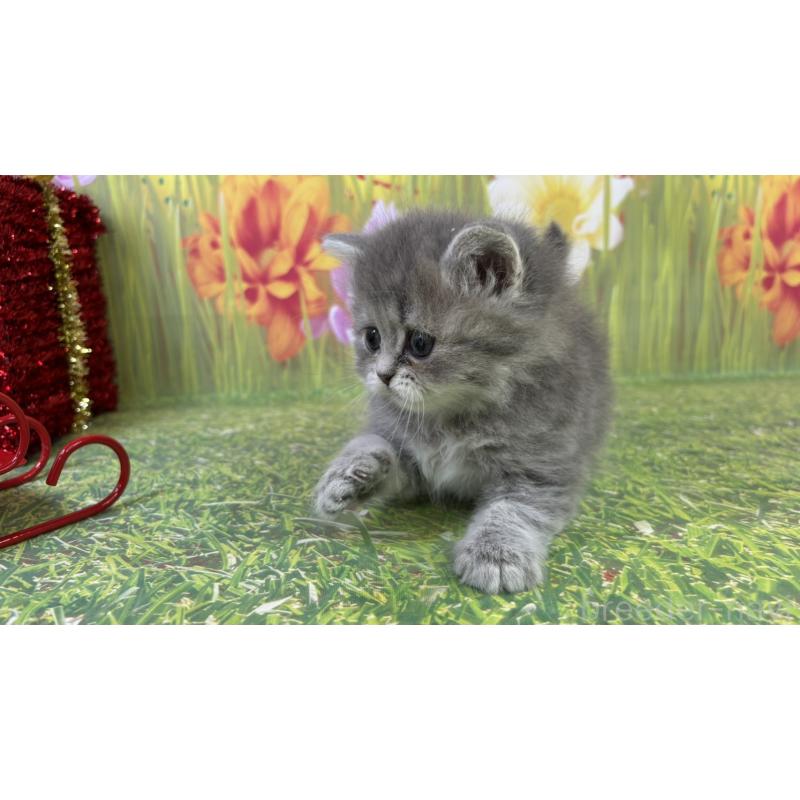 販売中の宮崎県のサイベリアン-131693の4枚目