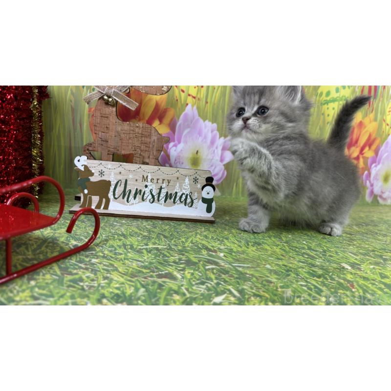 販売中の宮崎県のサイベリアン-131693の3枚目