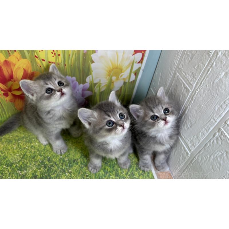 販売中の宮崎県のサイベリアン-131693の2枚目