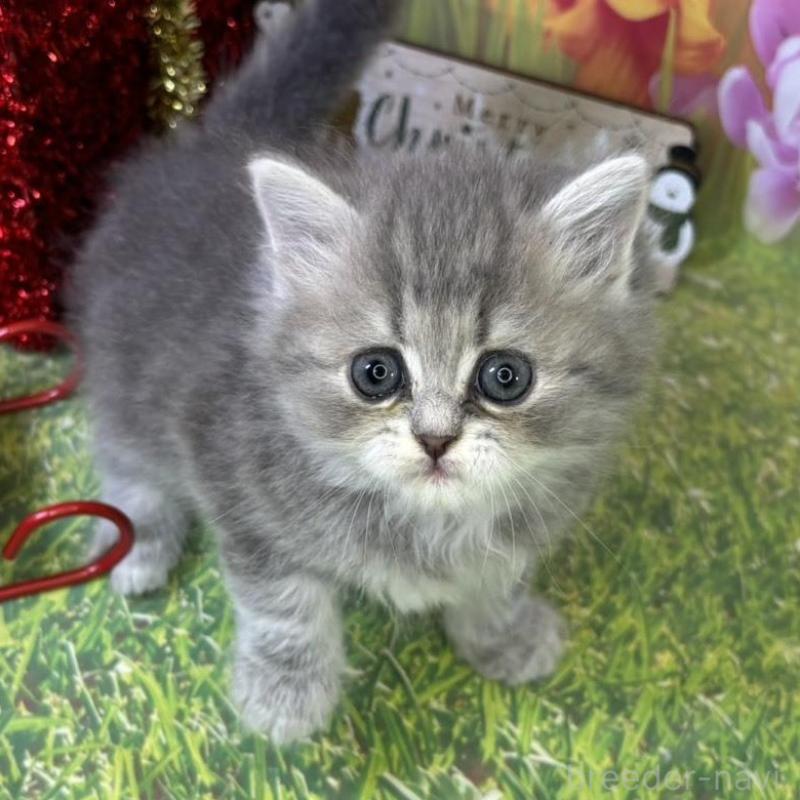 販売中の宮崎県のサイベリアン-131693