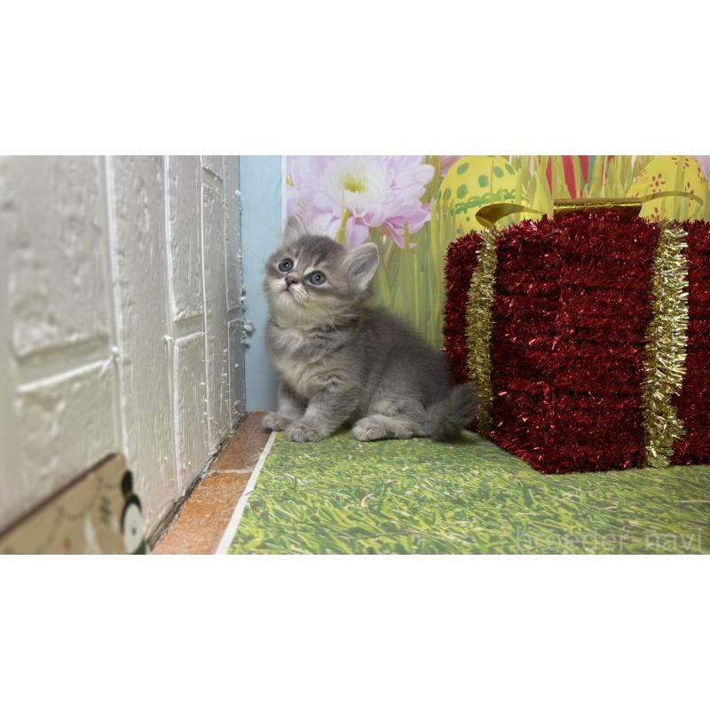 販売中の宮崎県のサイベリアン-131694の5枚目