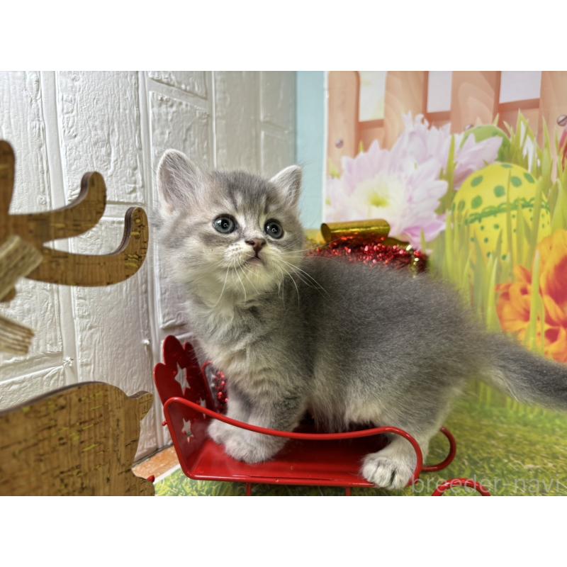 販売中の宮崎県のサイベリアン-131694の4枚目