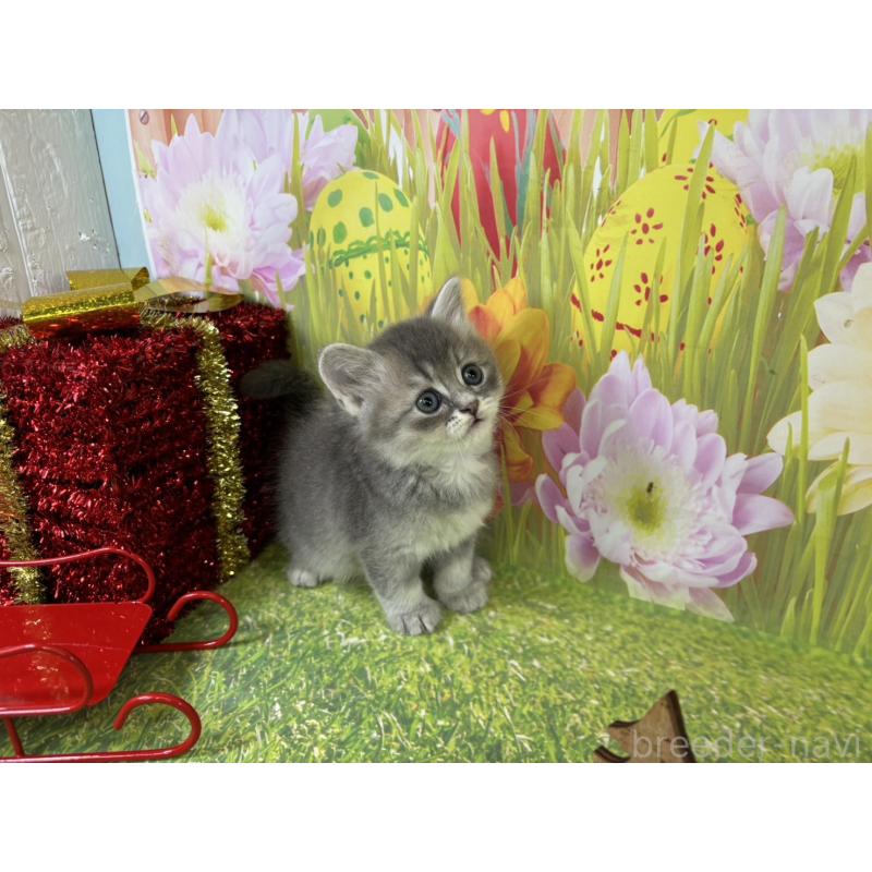 販売中の宮崎県のサイベリアン-131694の3枚目