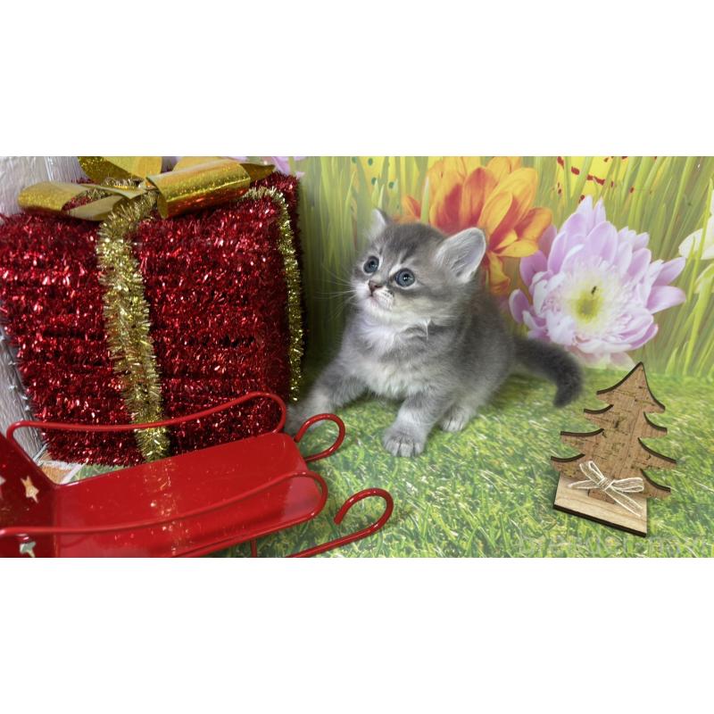 販売中の宮崎県のサイベリアン-131694の2枚目