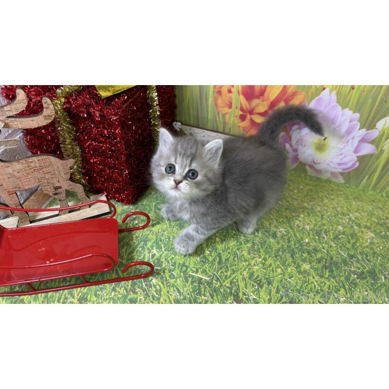 販売中の宮崎県のサイベリアン-131695の4枚目