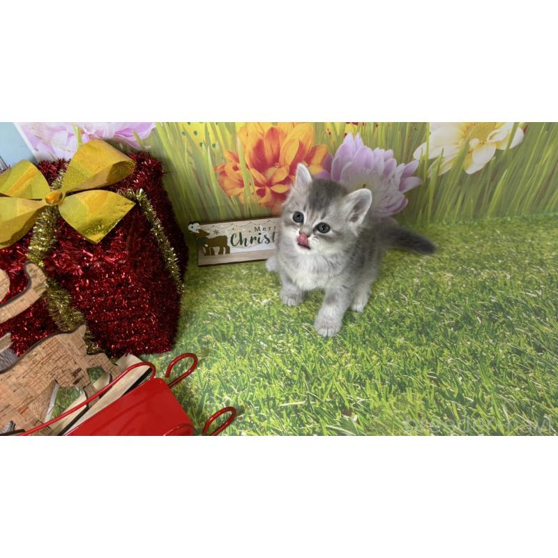 販売中の宮崎県のサイベリアン-131695の3枚目