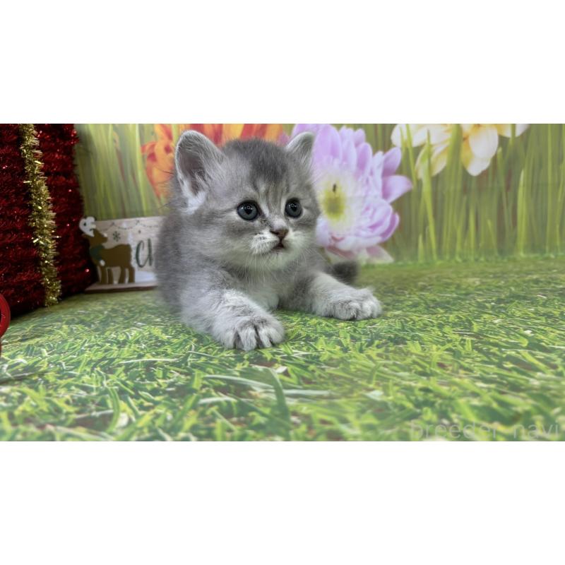 販売中の宮崎県のサイベリアン-131695の2枚目