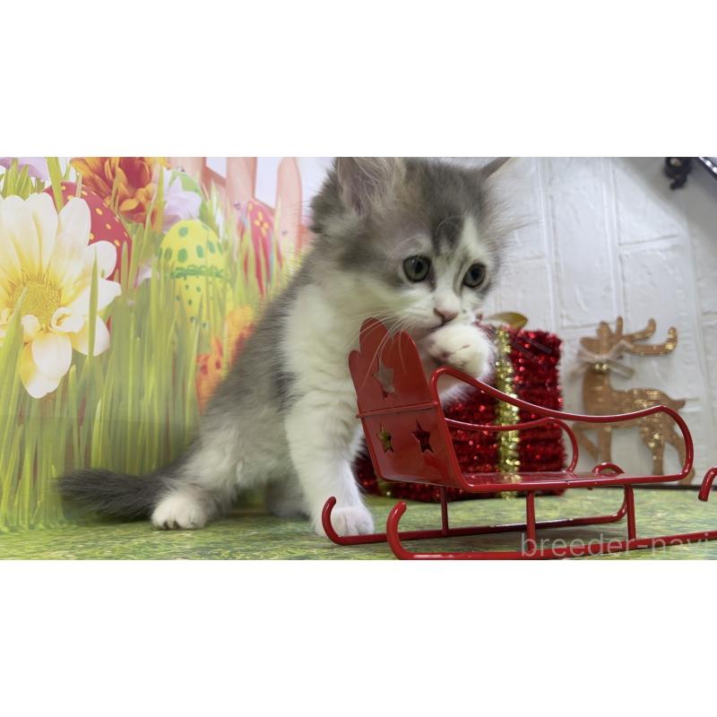 販売中の宮崎県のサイベリアン-131696の6枚目