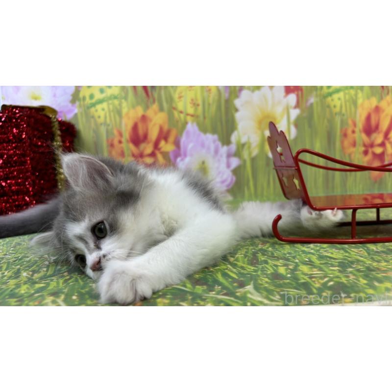 販売中の宮崎県のサイベリアン-131696の5枚目