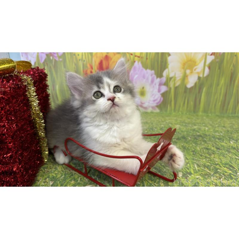 販売中の宮崎県のサイベリアン-131696の4枚目