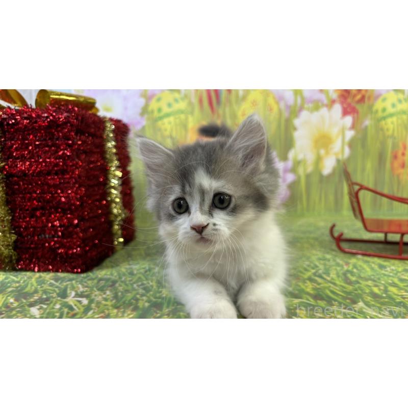 販売中の宮崎県のサイベリアン-131696の3枚目