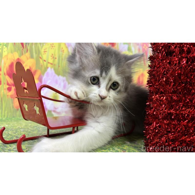 販売中の宮崎県のサイベリアン-131696の2枚目