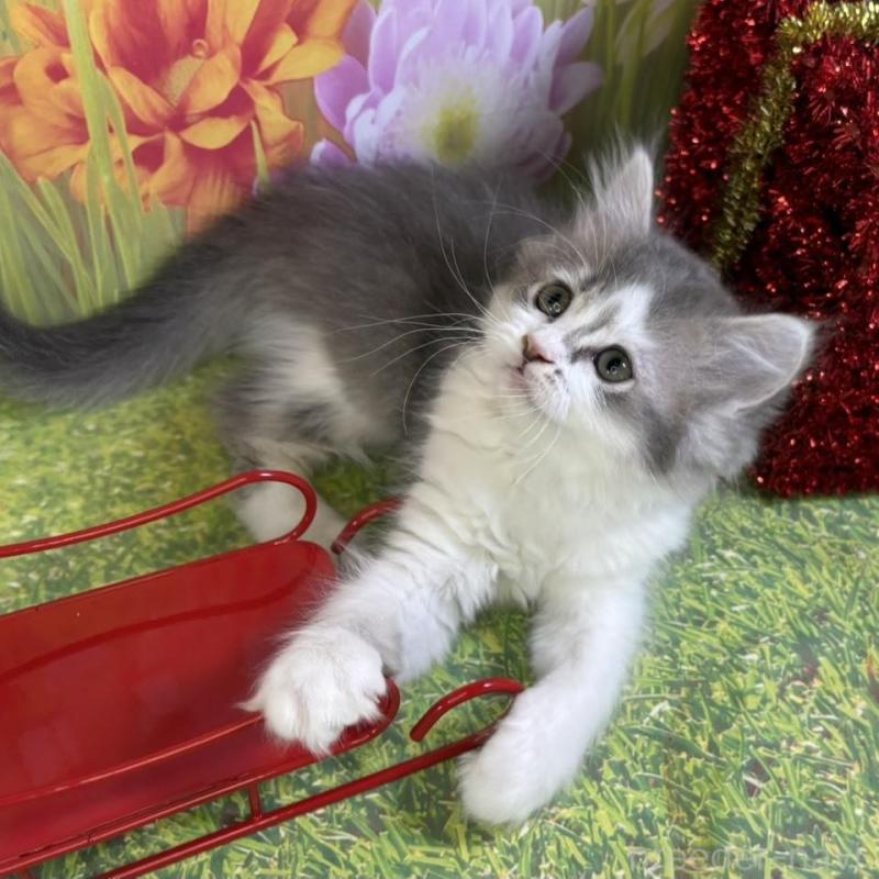 販売中の宮崎県のサイベリアン-131696