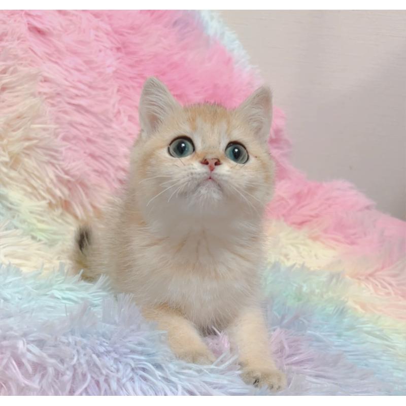 販売中の兵庫県のマンチカン-131697の9枚目