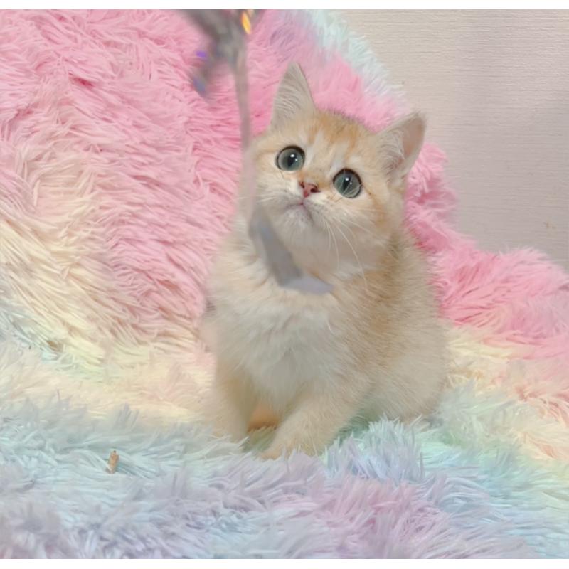 販売中の兵庫県のマンチカン-131697の8枚目