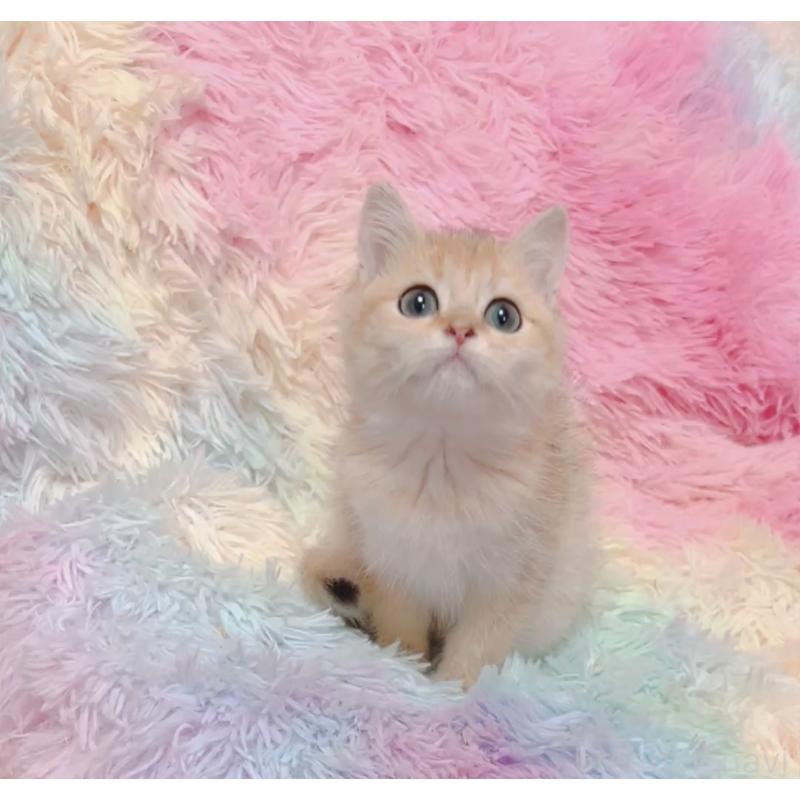 販売中の兵庫県のマンチカン-131697の7枚目