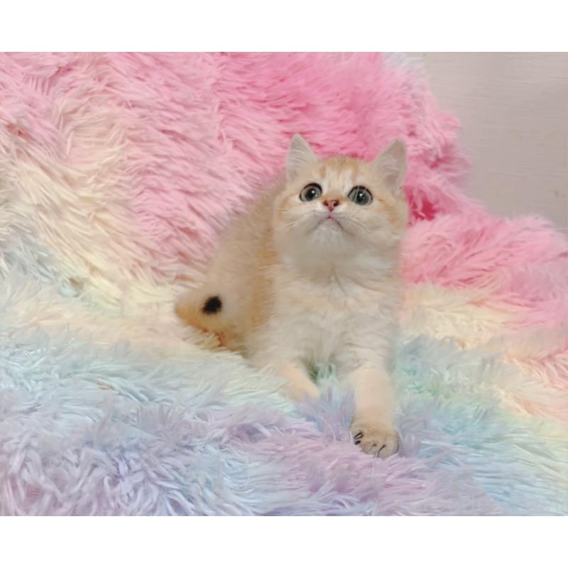 販売中の兵庫県のマンチカン-131697の6枚目