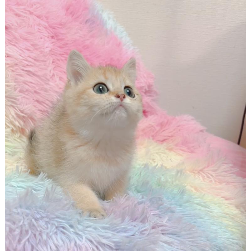 販売中の兵庫県のマンチカン-131697の5枚目