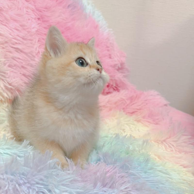 販売中の兵庫県のマンチカン-131697の4枚目