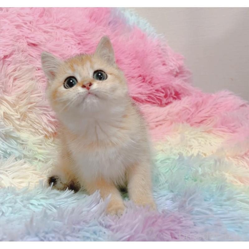 販売中の兵庫県のマンチカン-131697の3枚目