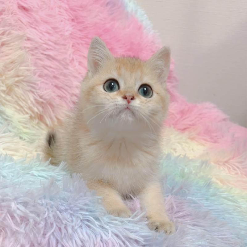 販売中の兵庫県のマンチカン-131697の2枚目