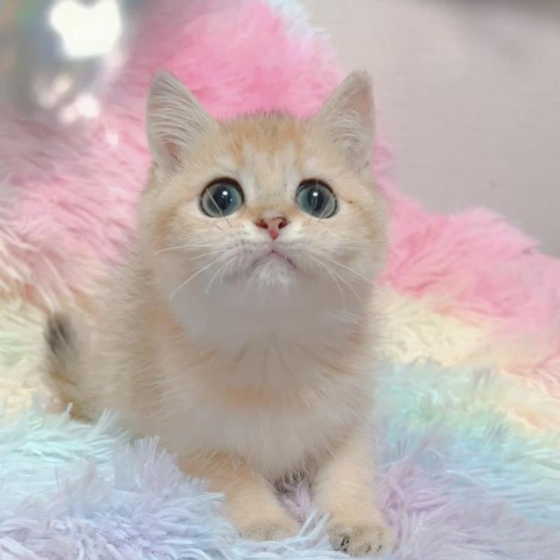 販売中の兵庫県のマンチカン-131697