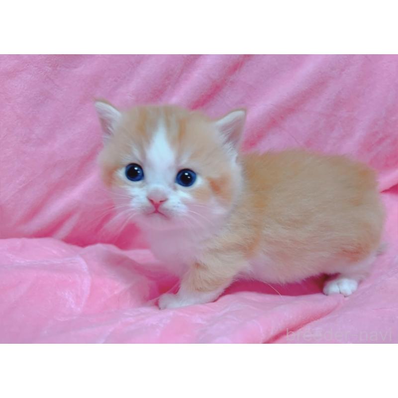 販売中の兵庫県のマンチカン(短足)-131698の7枚目