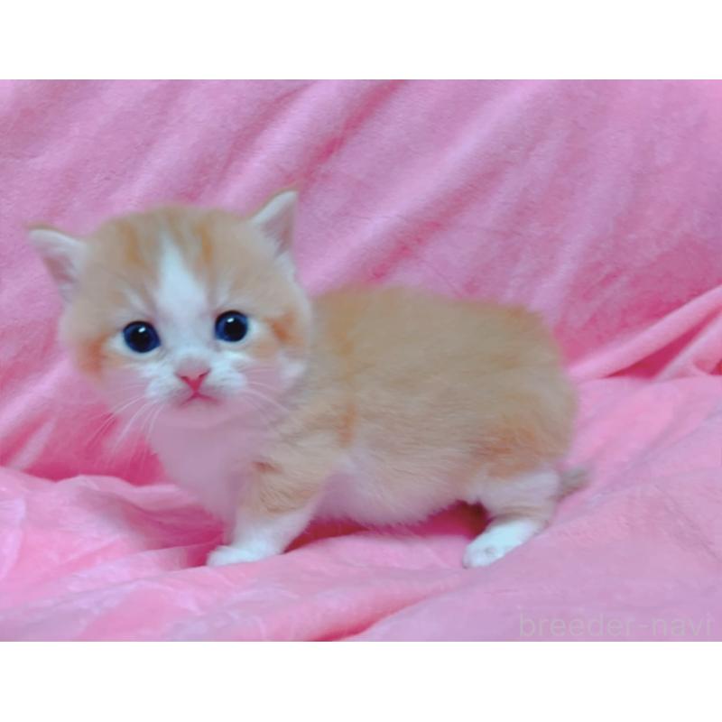 販売中の兵庫県のマンチカン(短足)-131698の6枚目