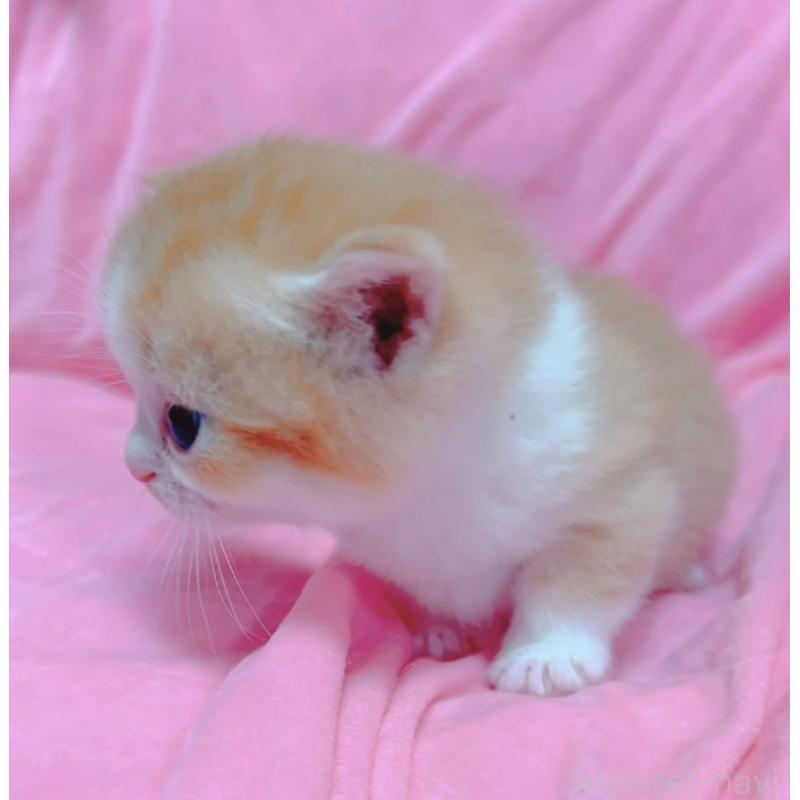 販売中の兵庫県のマンチカン(短足)-131698の5枚目