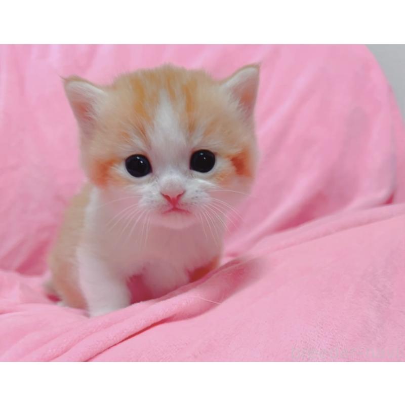 販売中の兵庫県のマンチカン(短足)-131698の4枚目