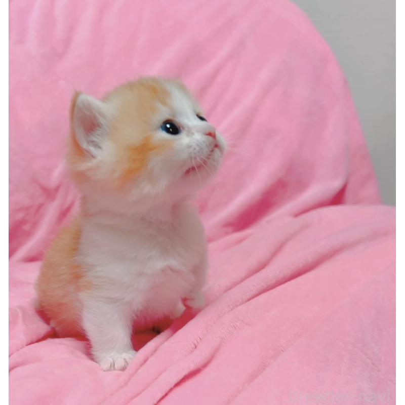 販売中の兵庫県のマンチカン(短足)-131698の3枚目