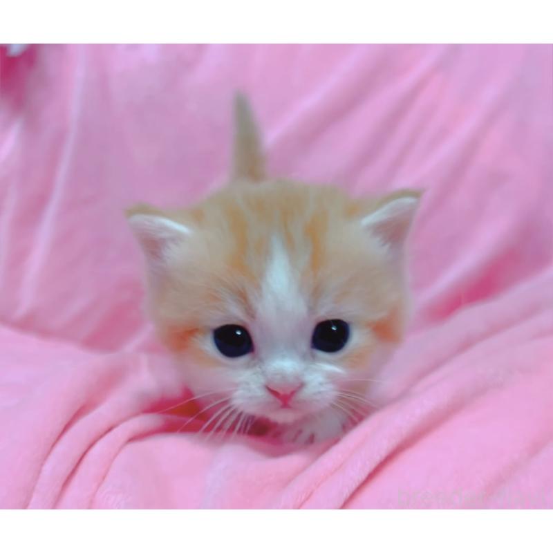 販売中の兵庫県のマンチカン(短足)-131698の2枚目