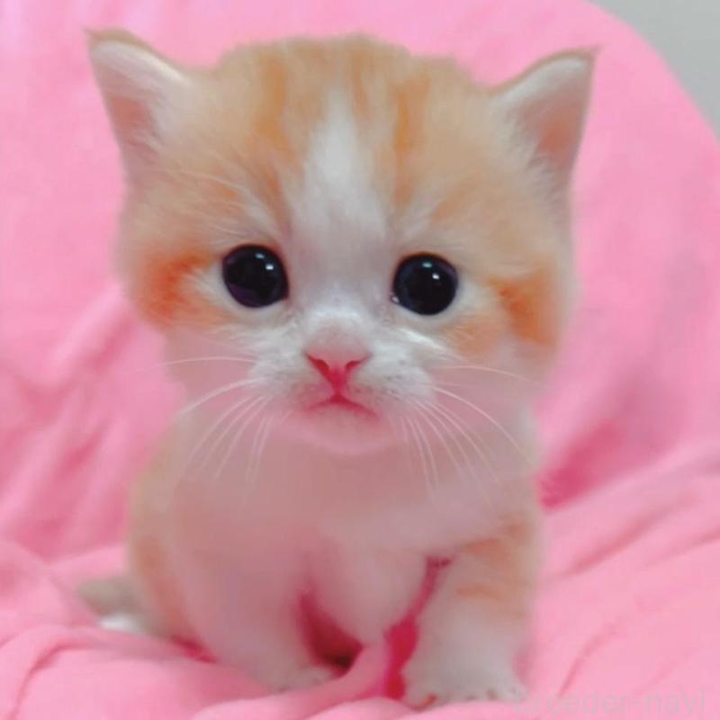 販売中の兵庫県のマンチカン(短足)-131698の1枚目