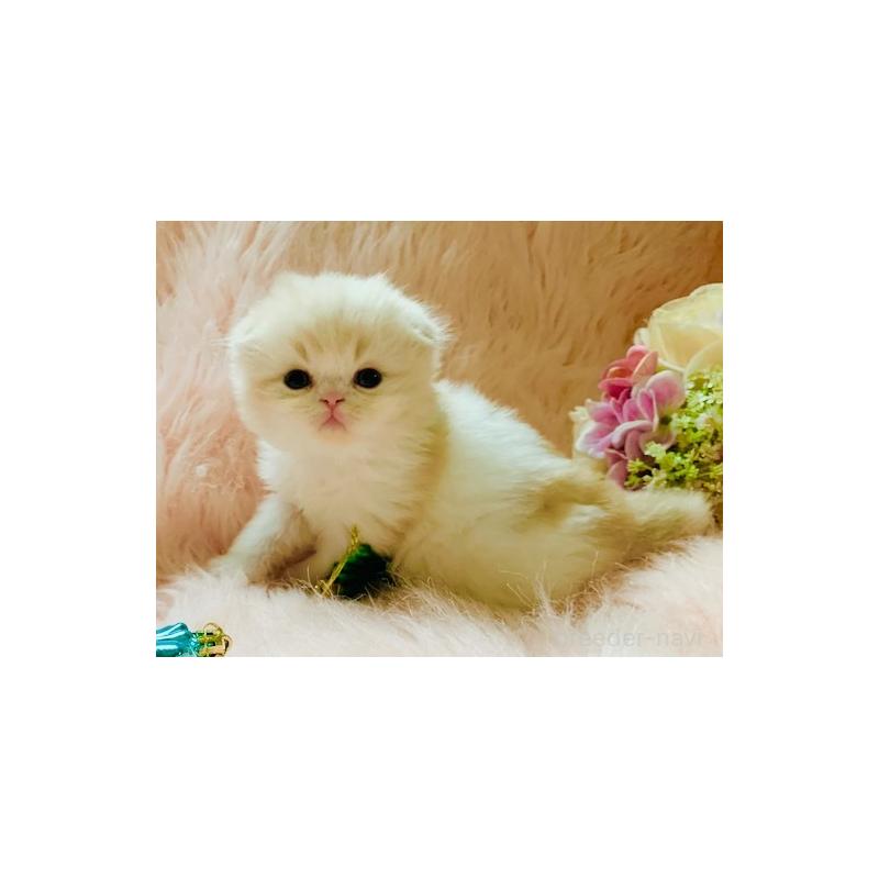 販売中の茨城県のスコティッシュフォールド(折れ耳)-131699の7枚目