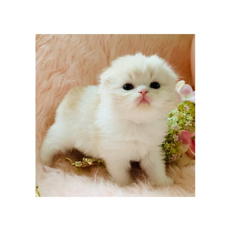 販売中の茨城県のスコティッシュフォールド(折れ耳)-131699の6枚目