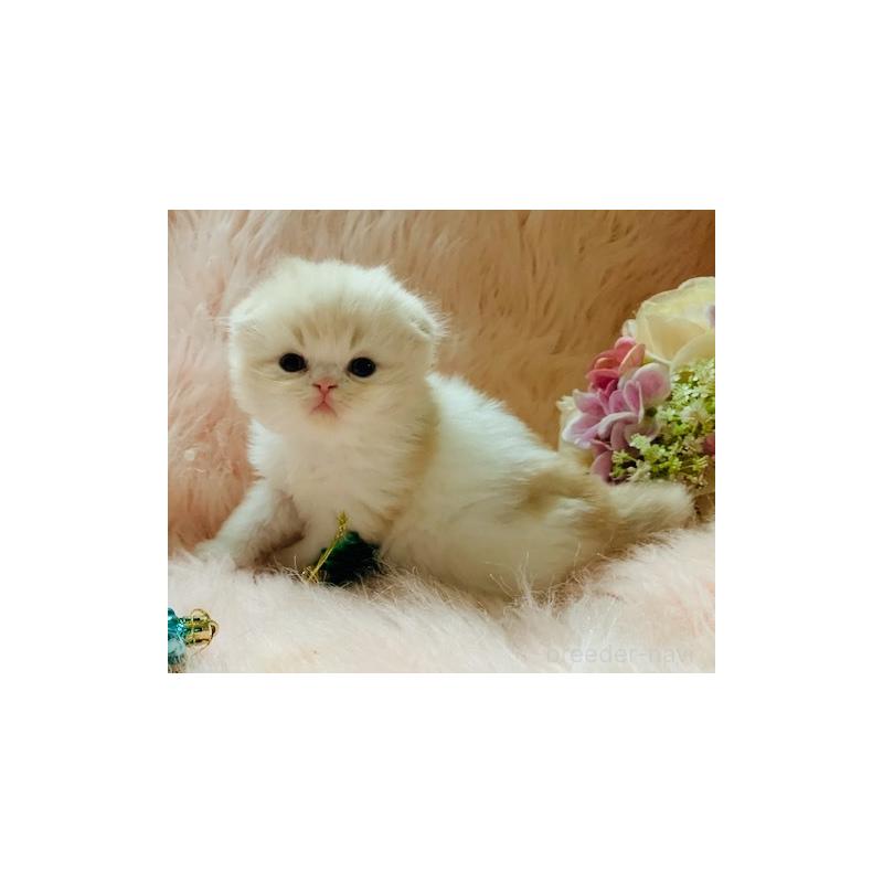 販売中の茨城県のスコティッシュフォールド(折れ耳)-131699の4枚目