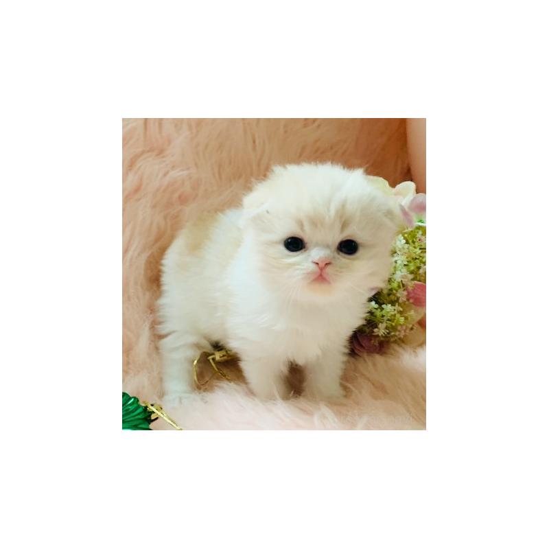 販売中の茨城県のスコティッシュフォールド(折れ耳)-131699の5枚目