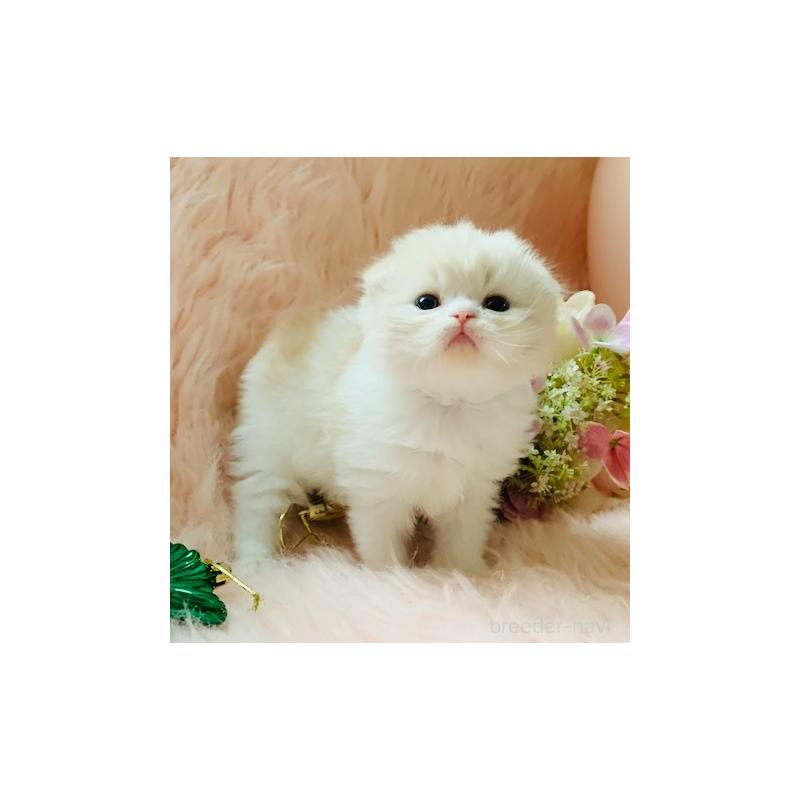 販売中の茨城県のスコティッシュフォールド(折れ耳)-131699の3枚目