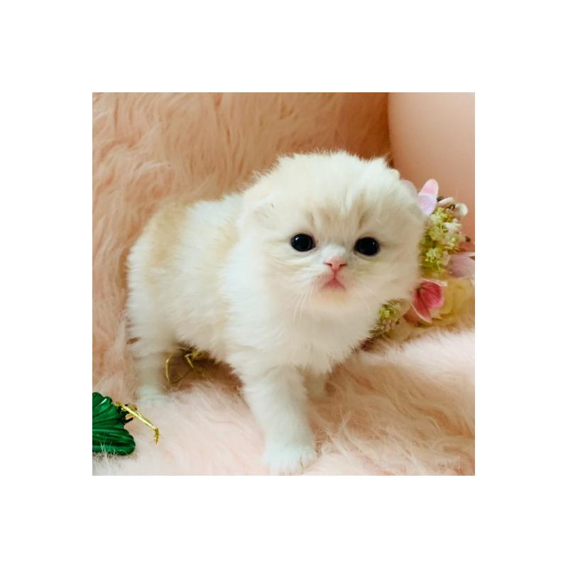 販売中の茨城県のスコティッシュフォールド(折れ耳)-131699の2枚目