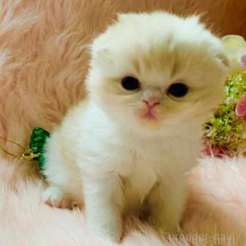 販売中の茨城県のスコティッシュフォールド(折れ耳)-131699の1枚目