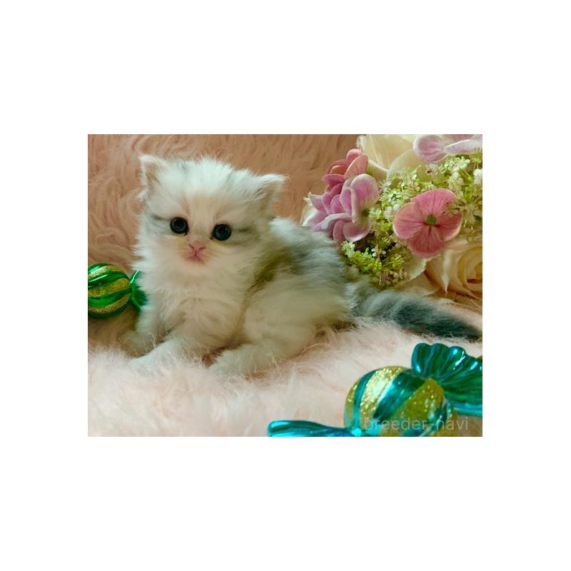 販売中の茨城県のスコティッシュフォールド-131700の10枚目