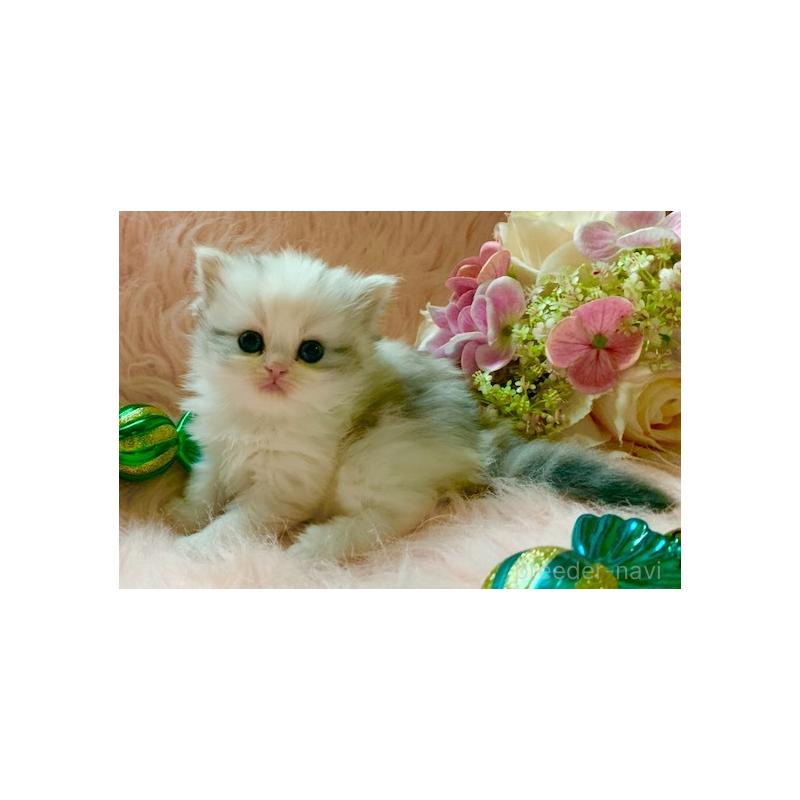 販売中の茨城県のスコティッシュフォールド-131700の8枚目