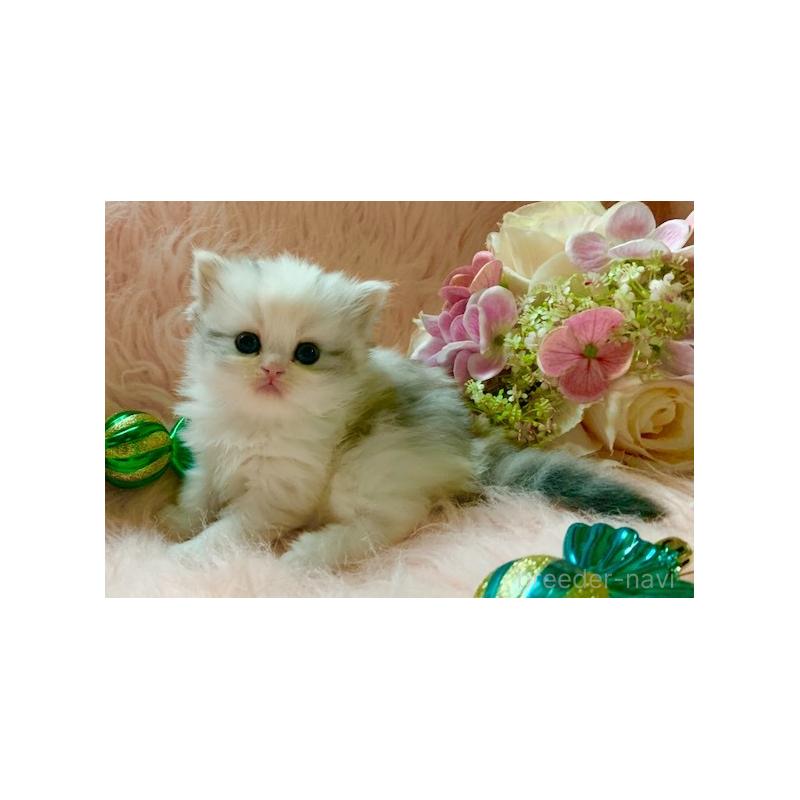 販売中の茨城県のスコティッシュフォールド-131700の7枚目