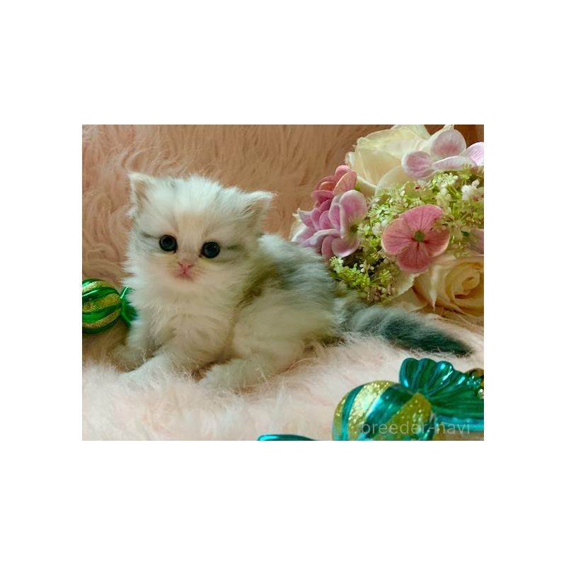 販売中の茨城県のスコティッシュフォールド-131700の5枚目