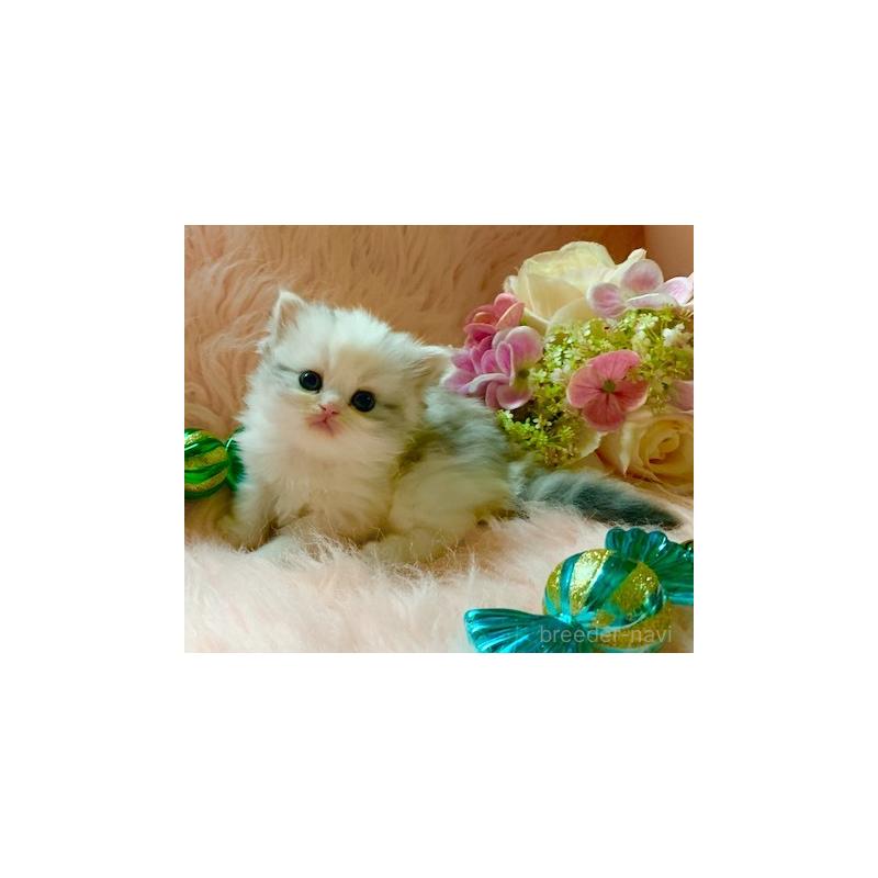 販売中の茨城県のスコティッシュフォールド-131700の6枚目