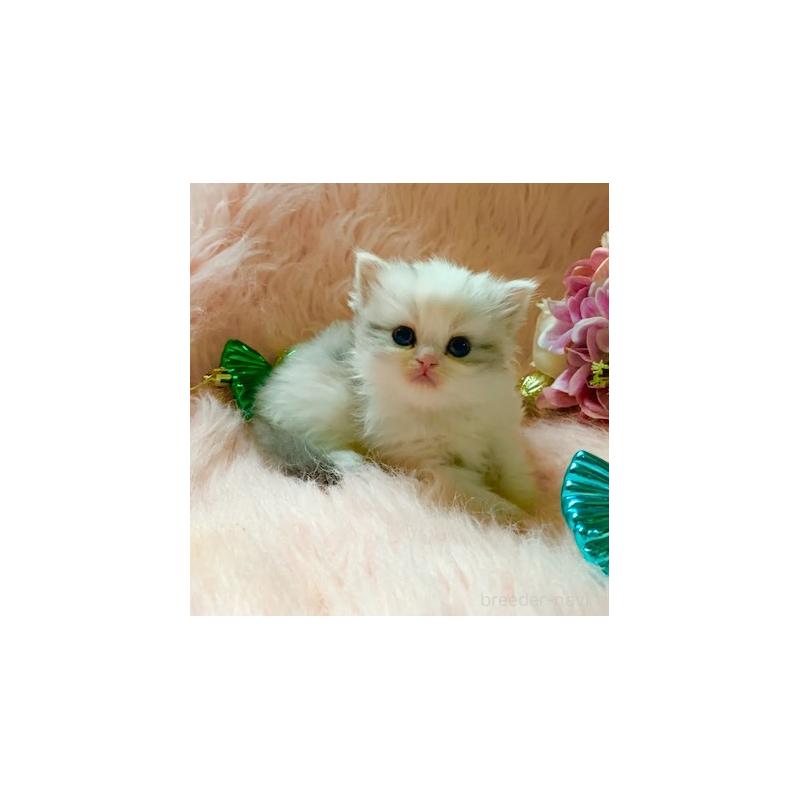 販売中の茨城県のスコティッシュフォールド-131700の4枚目