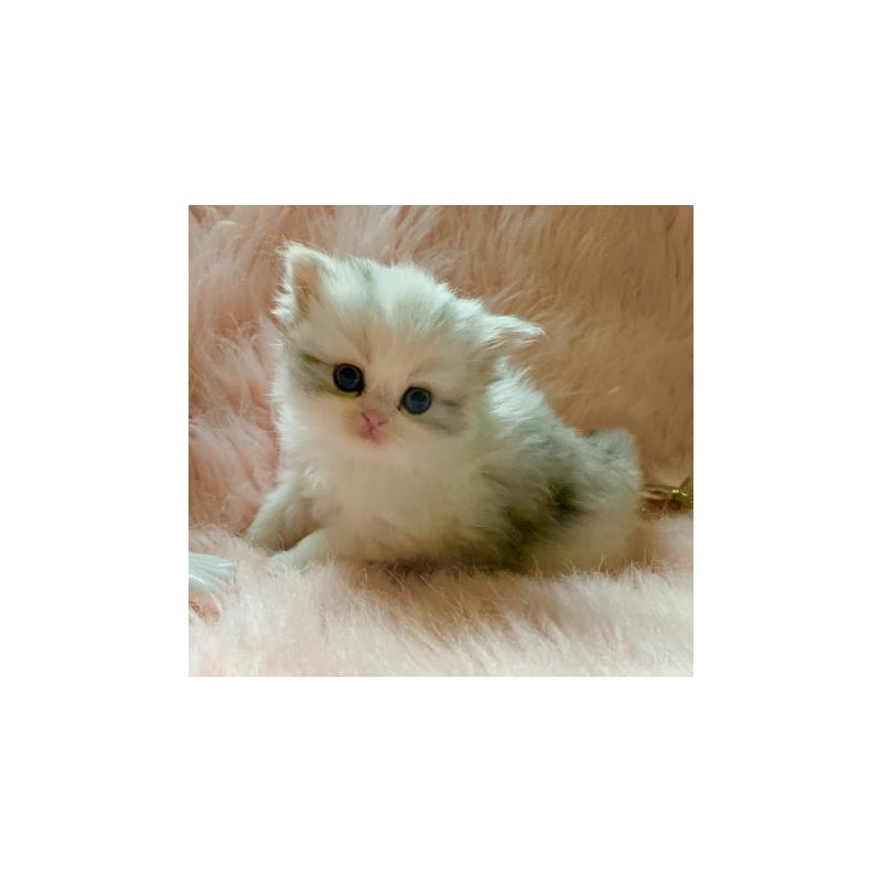 販売中の茨城県のスコティッシュフォールド-131700の3枚目